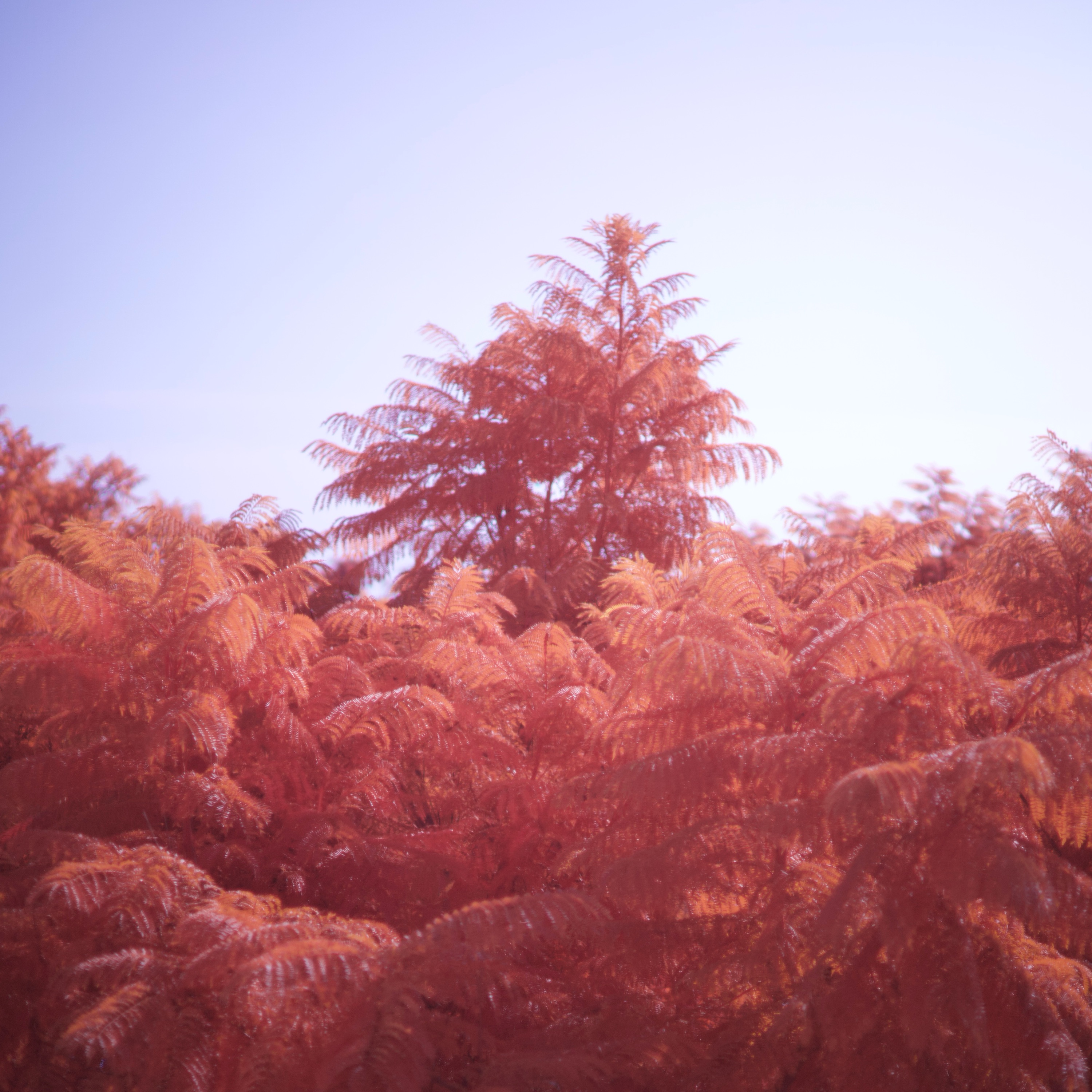 Michael Iskander Portrait