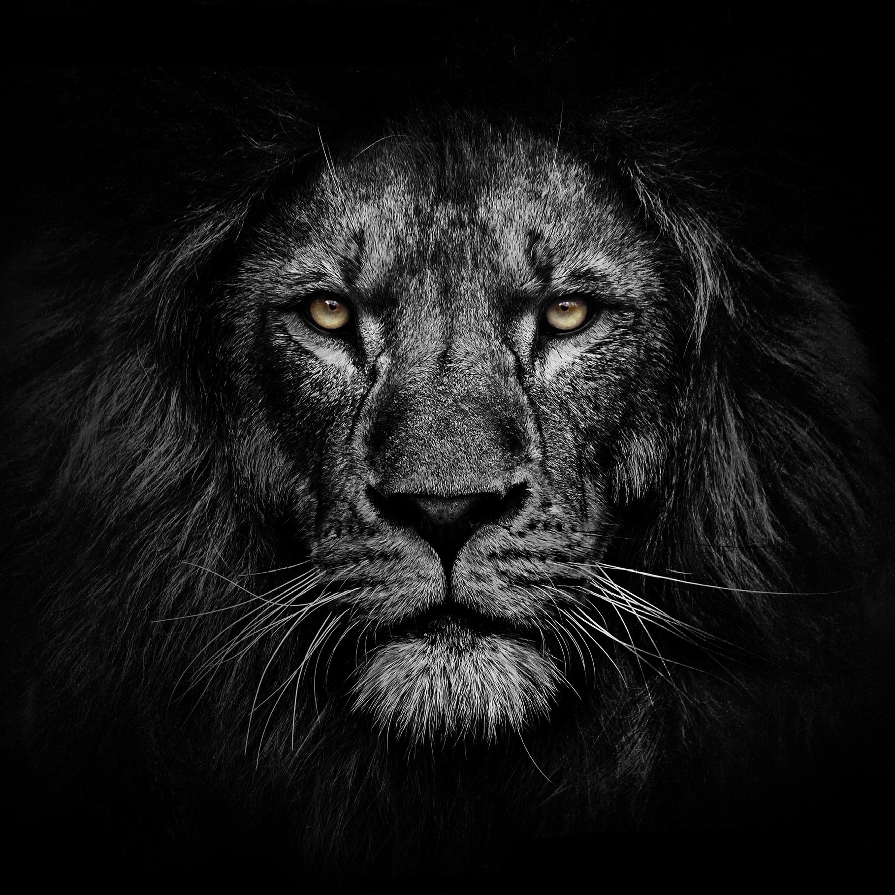 Citizen Way Portrait