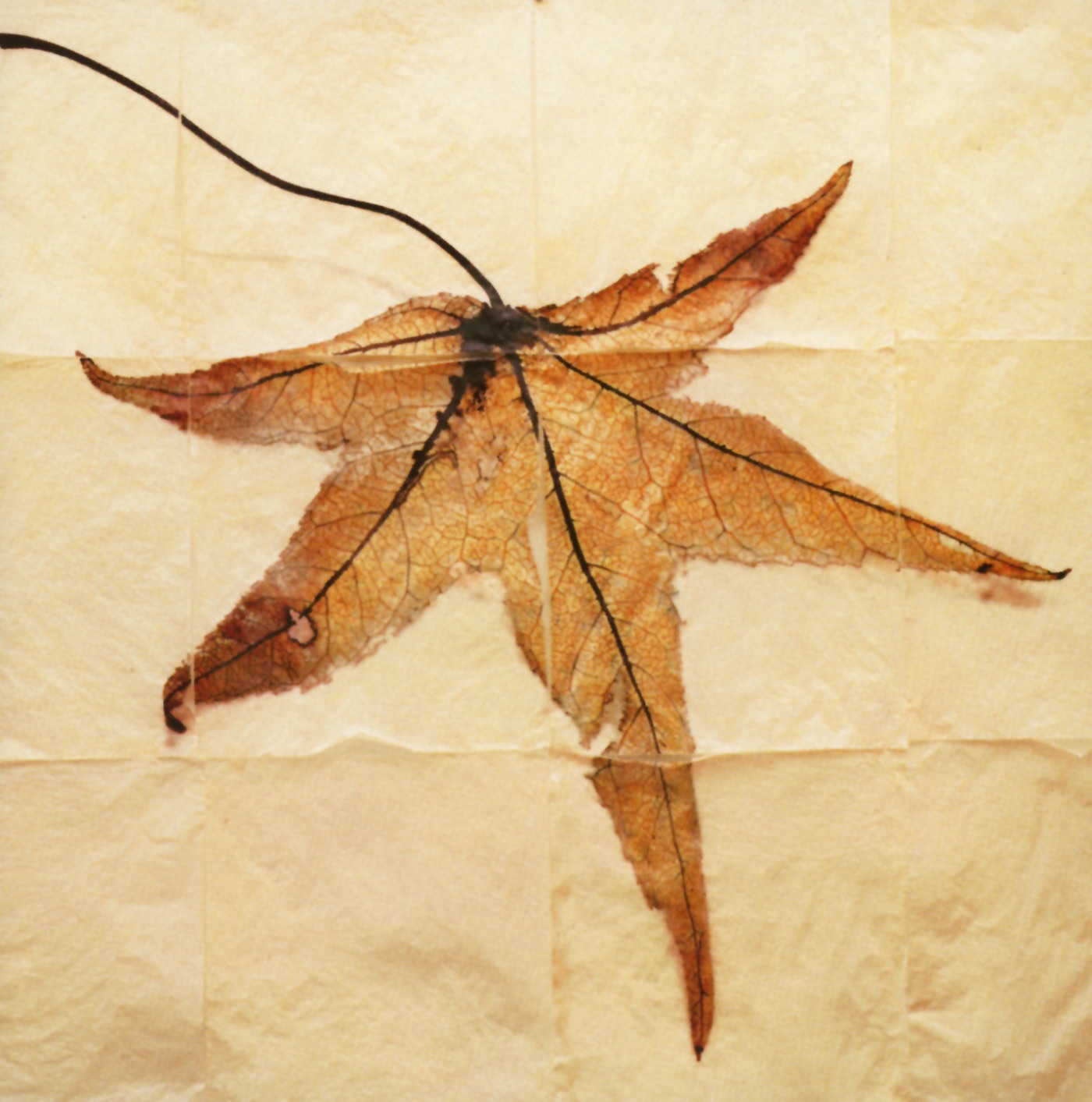 Terry Riley: Requiem for Adam album cover