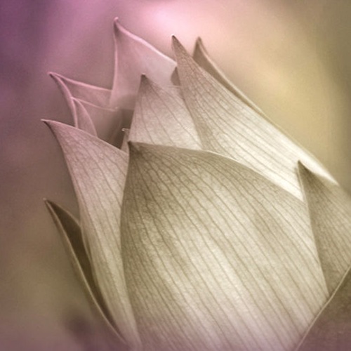 Music for Deep Meditation Portrait
