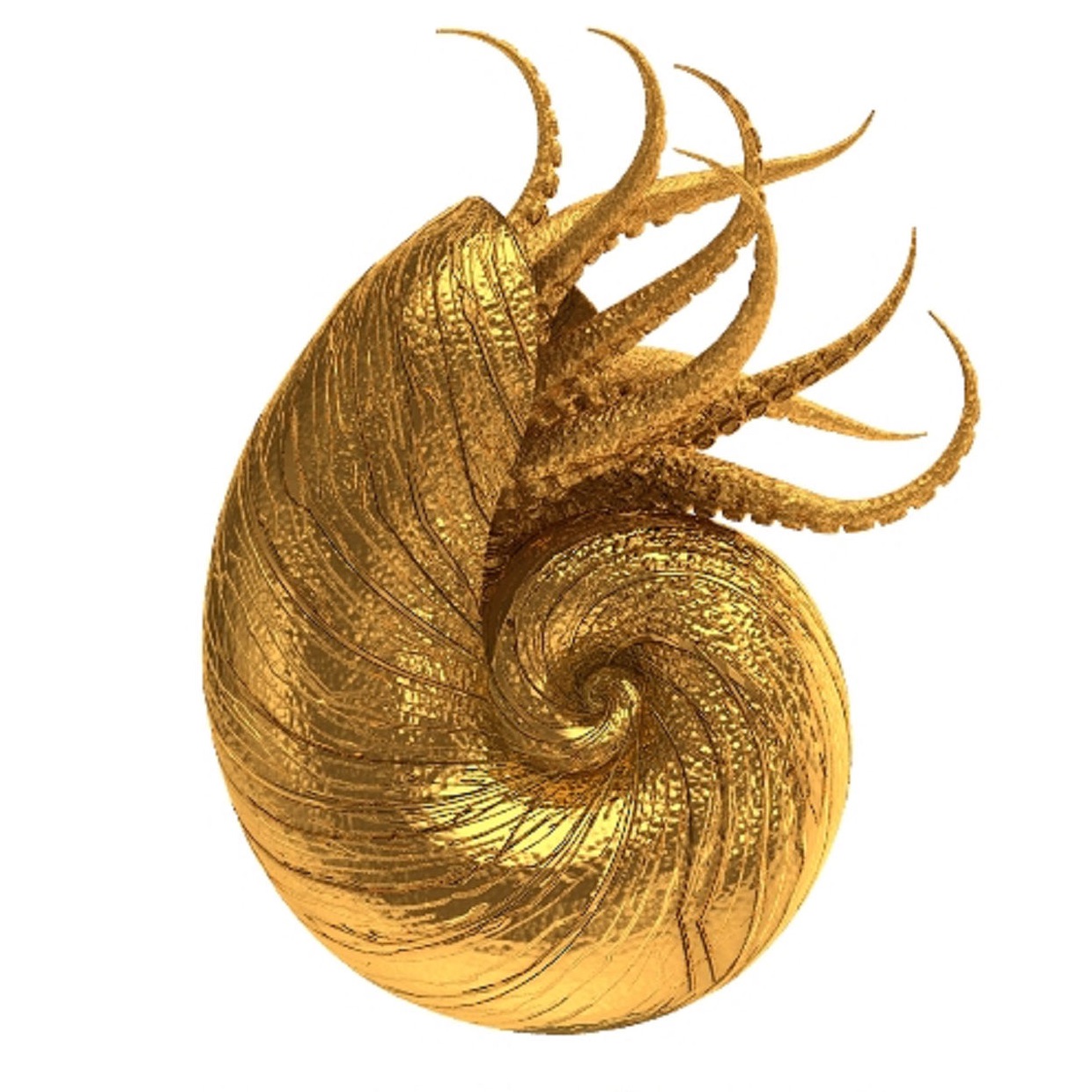 Nautilus Pompilius Portrait