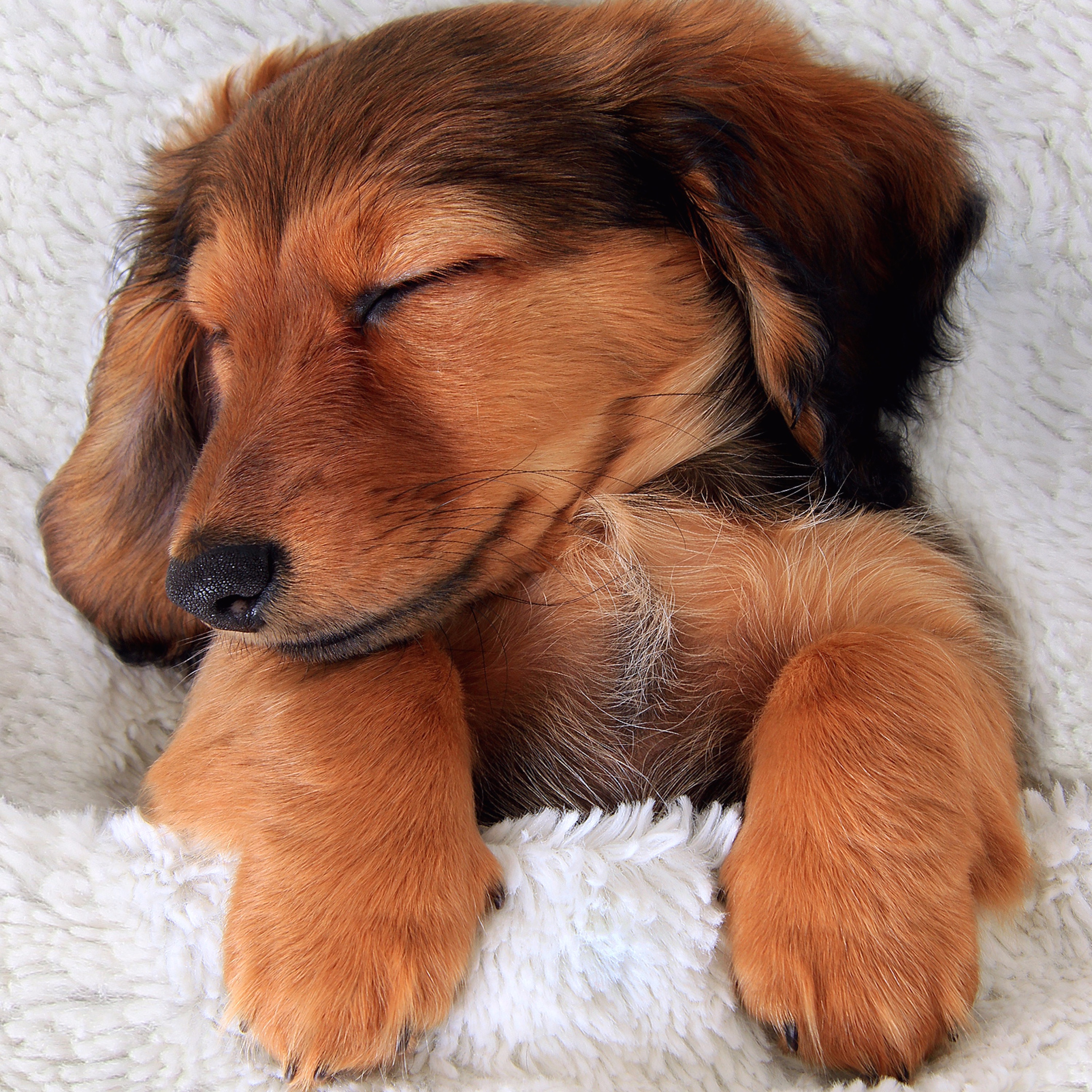 Pet Care Music Therapy Portrait