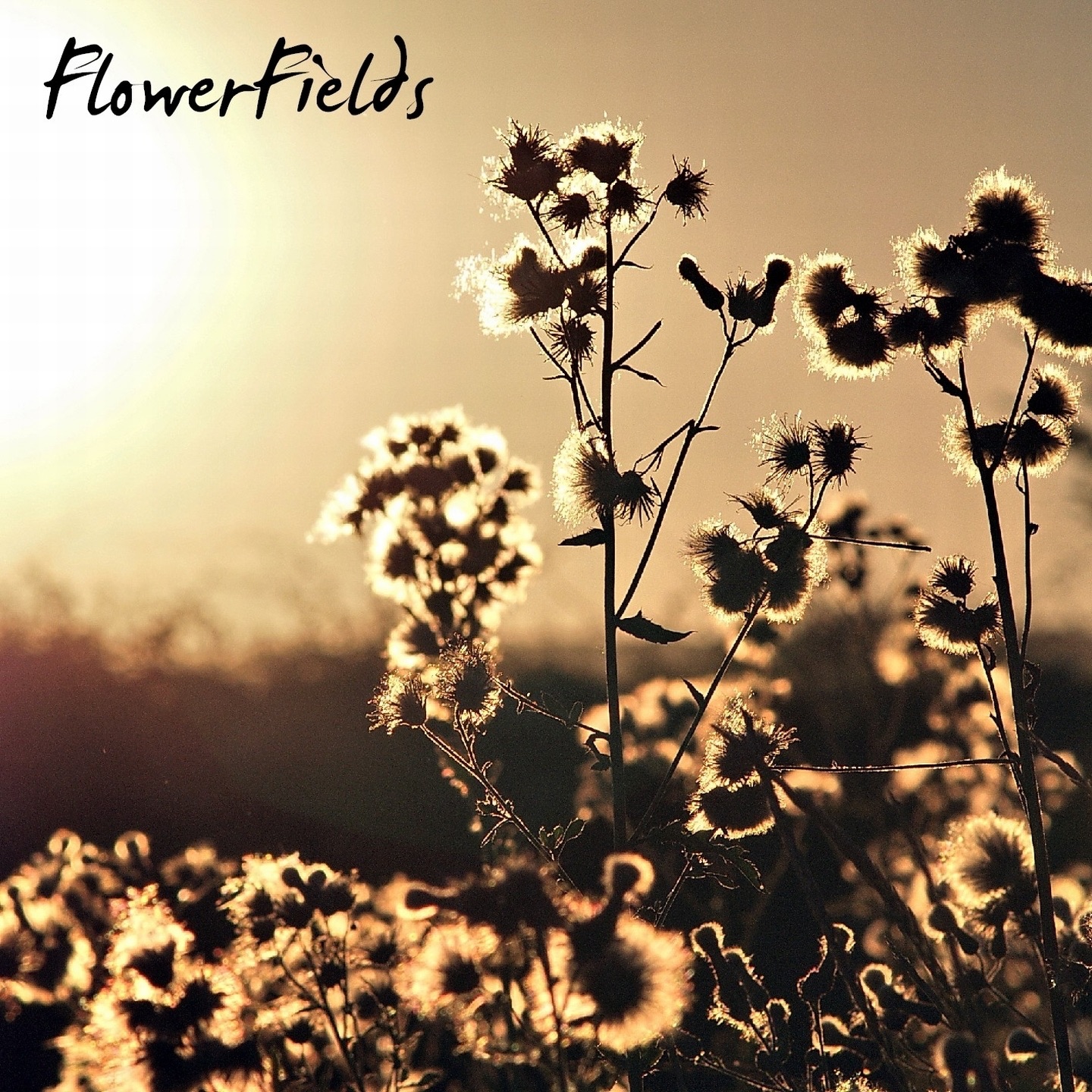 Flowerfields album cover