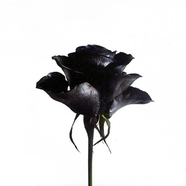 It's Better to Have Loved - EP album cover