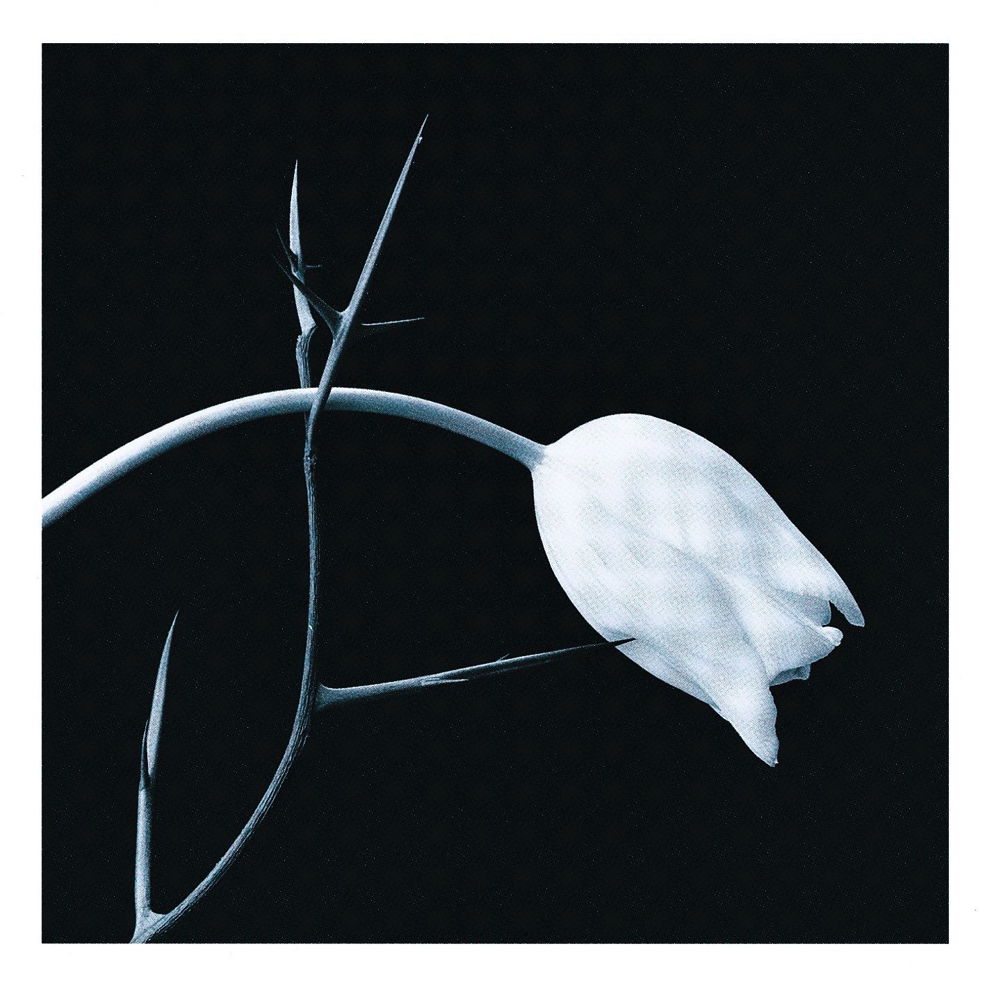 El Tango album cover