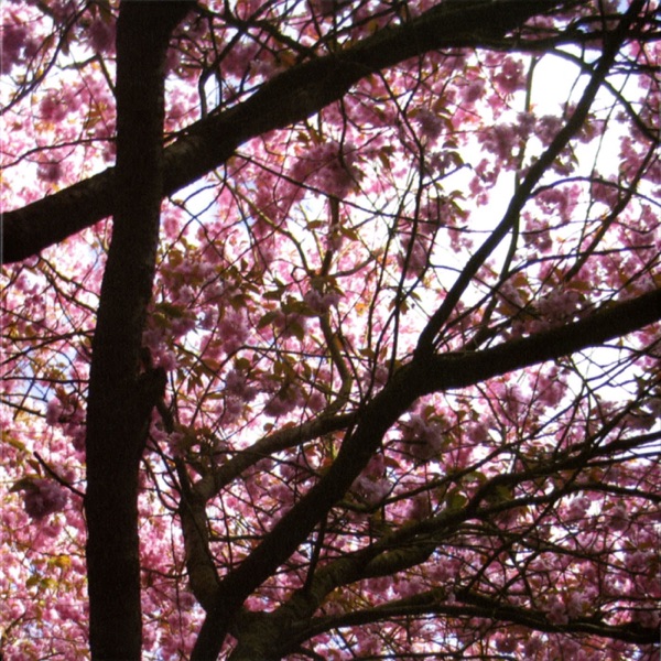 Hypnagogue / Hypnagogue II album cover