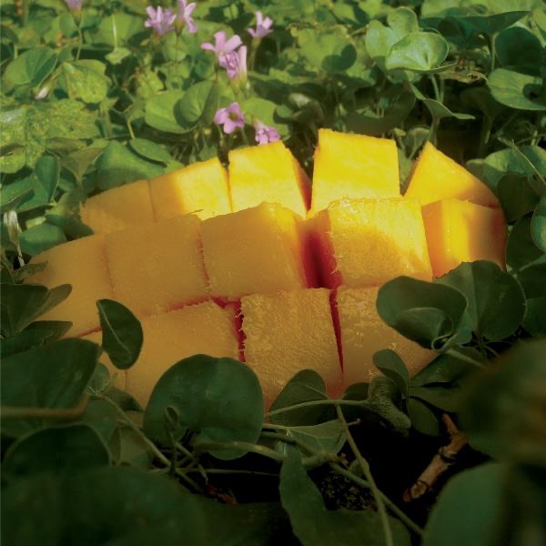 Psychedelic Mango album cover