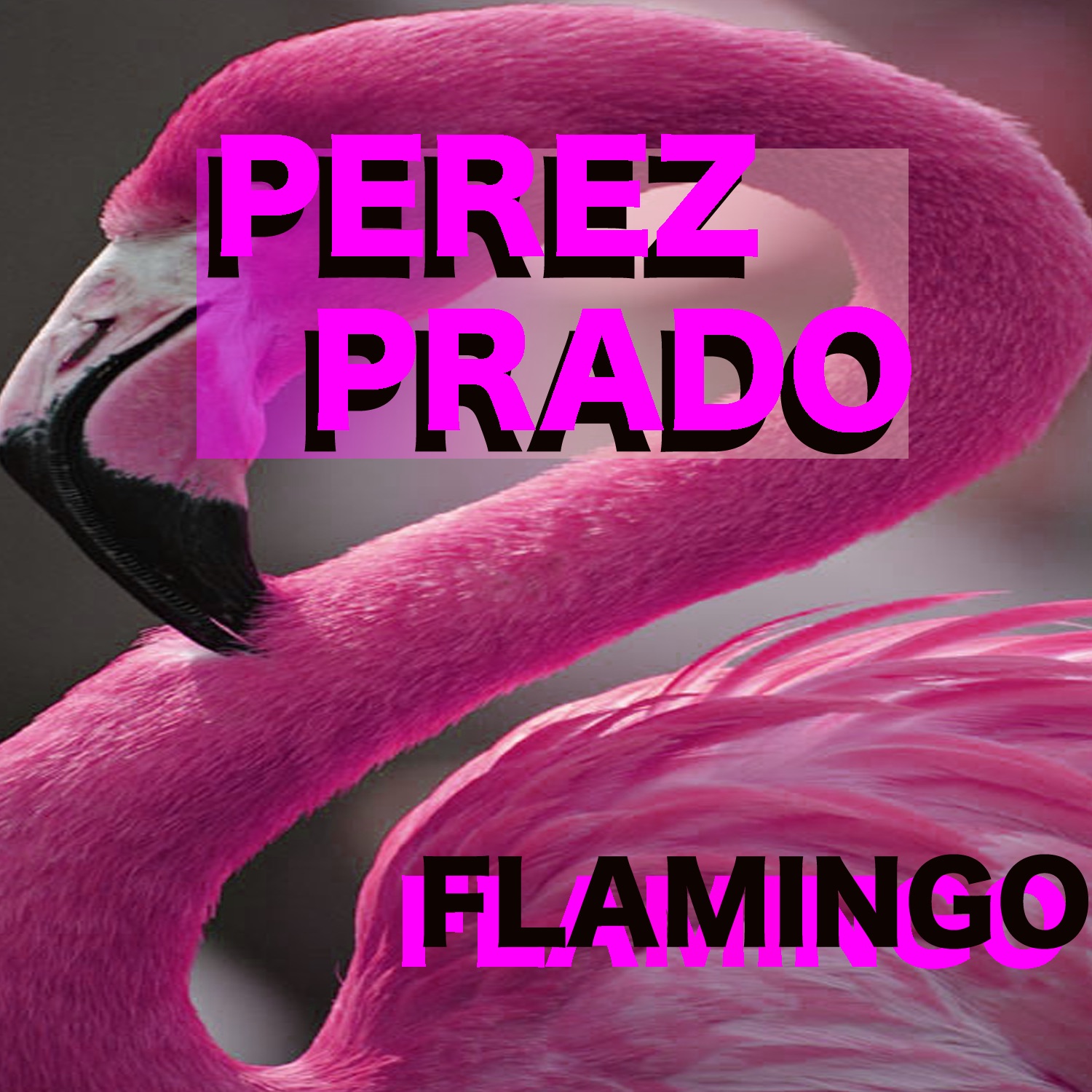 Flamingo album cover