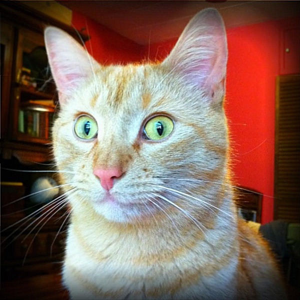 Chardavoyne album cover