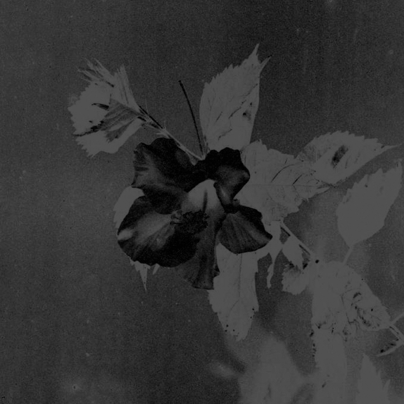 Visiting This World album cover