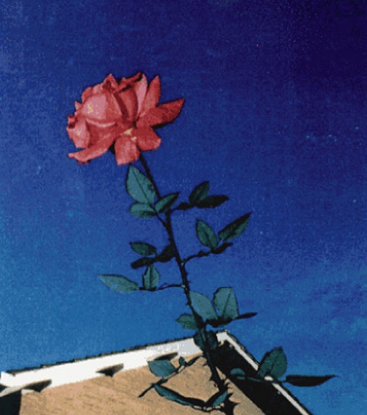 月の恋人 - EP album cover