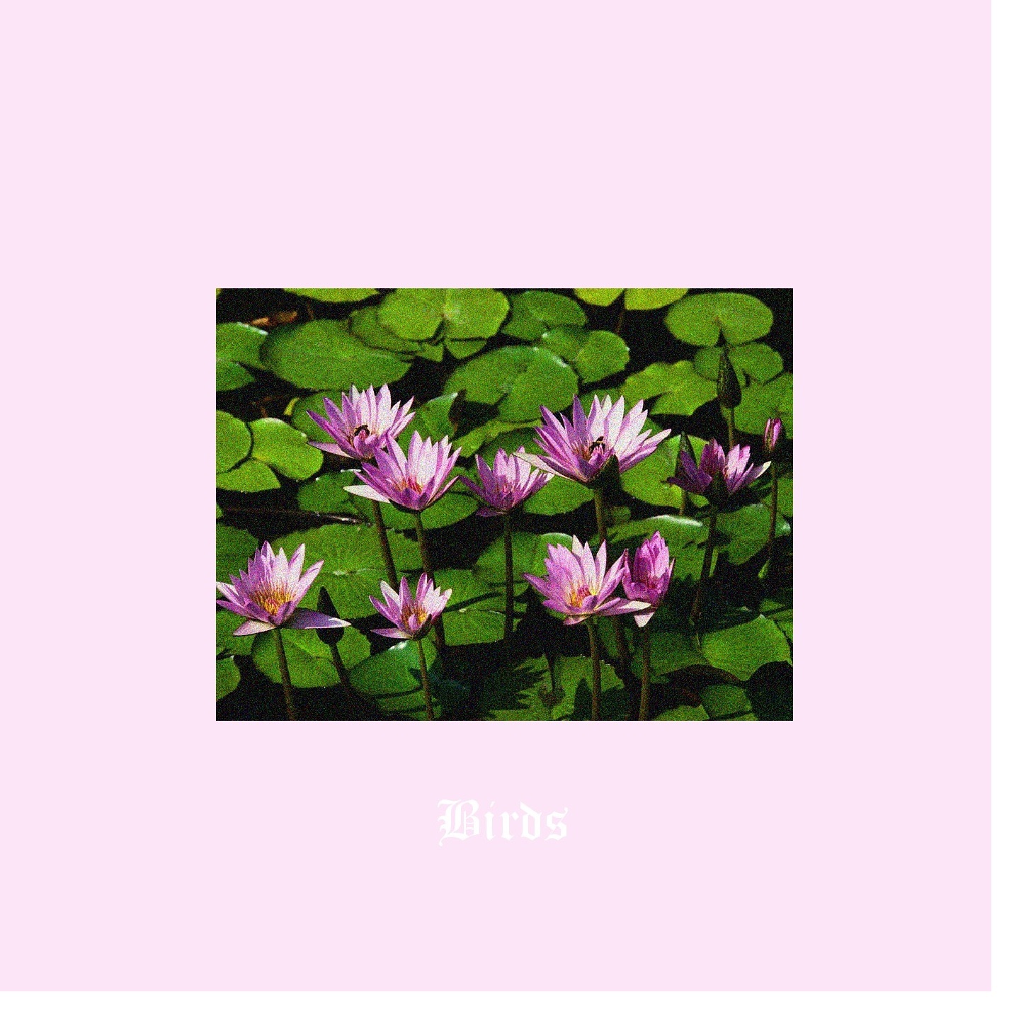 Birds - Single album cover