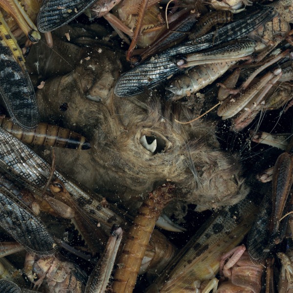 Manegarmr album cover