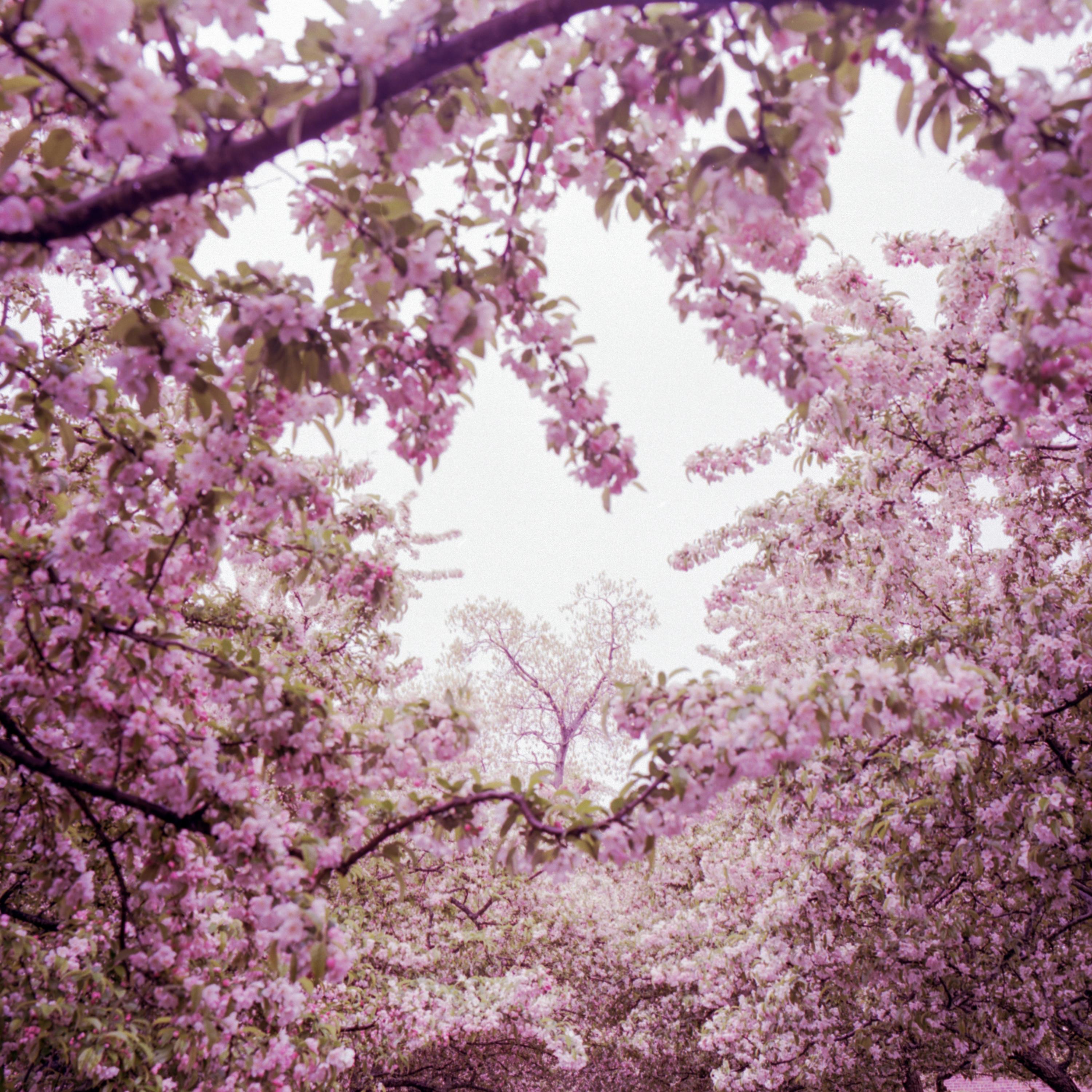 Just Like Heaven - Single album cover