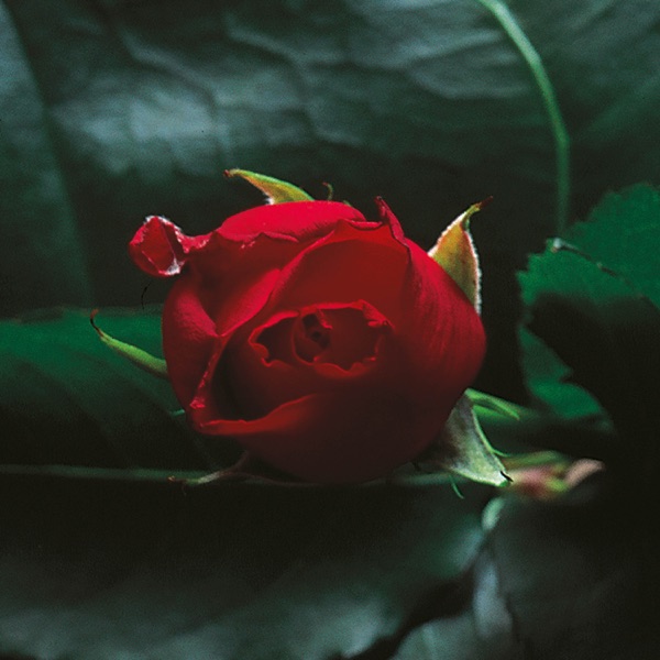 Crest (Edit) - Single album cover