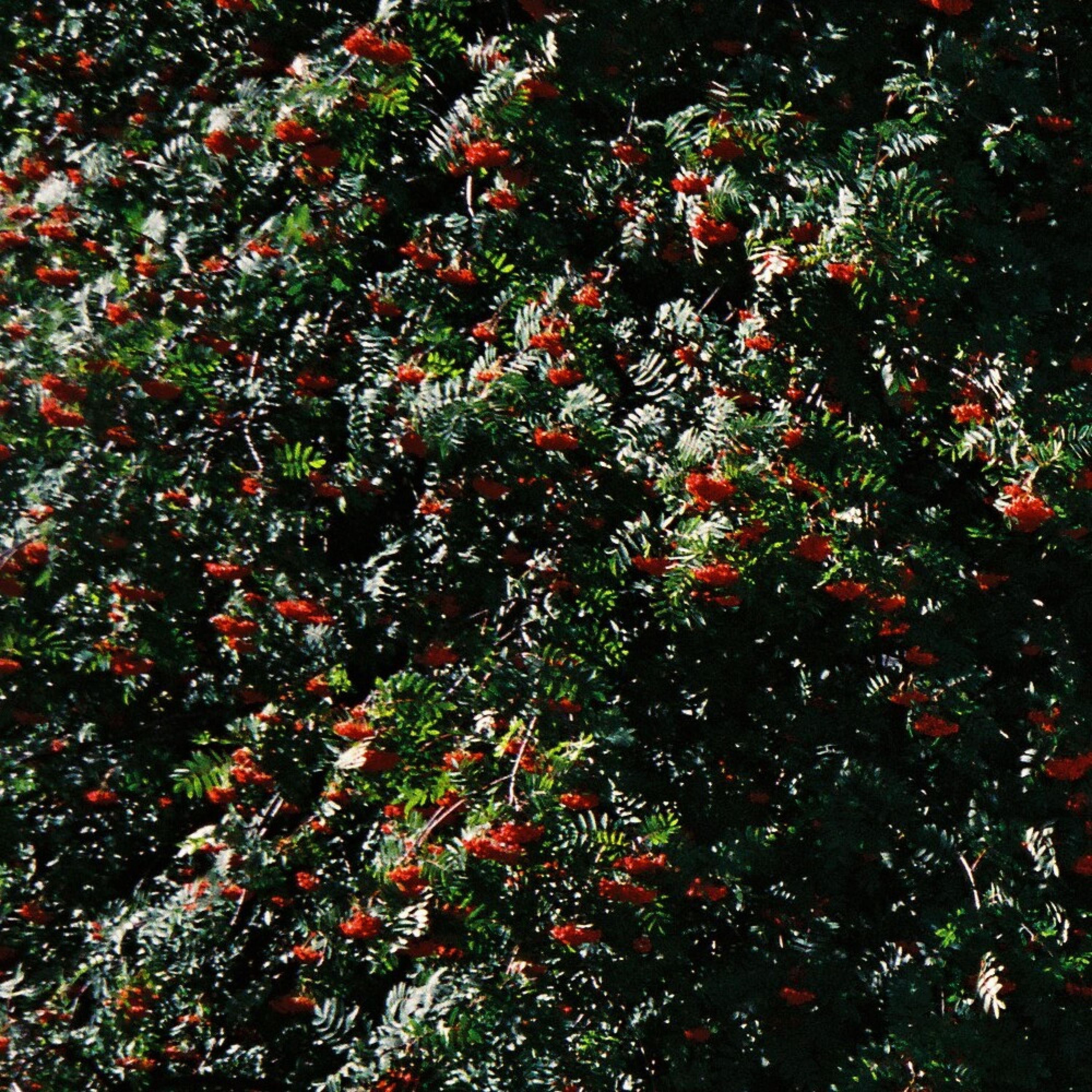 Cashmere - Single album cover