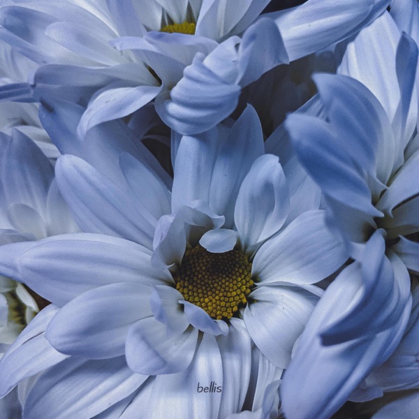 Bellis - Single album cover