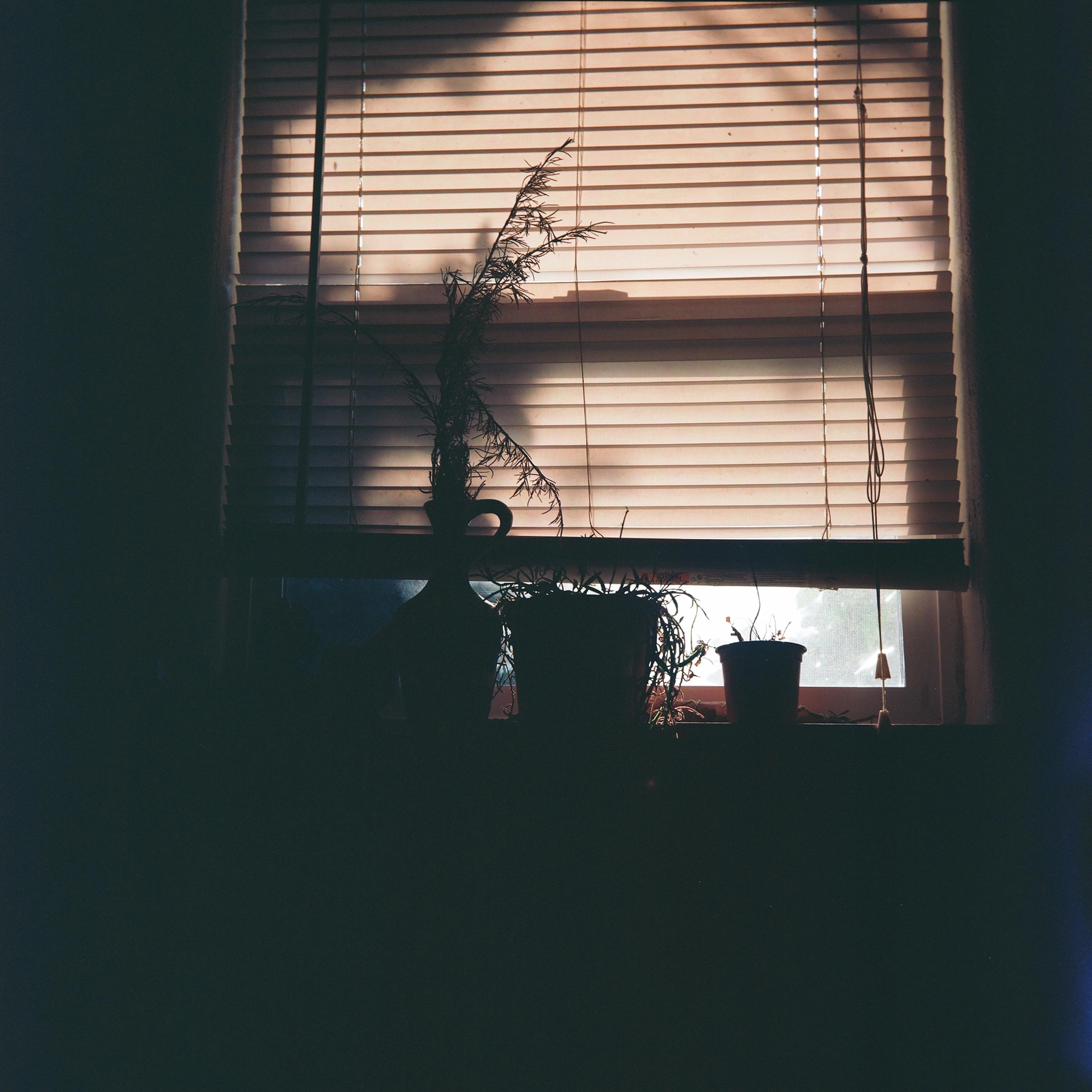 In the Shade - Single album cover