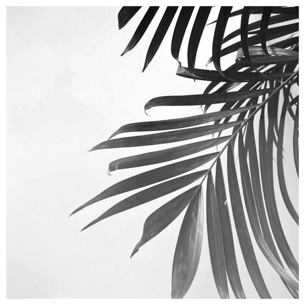 Palms Fall - Single album cover
