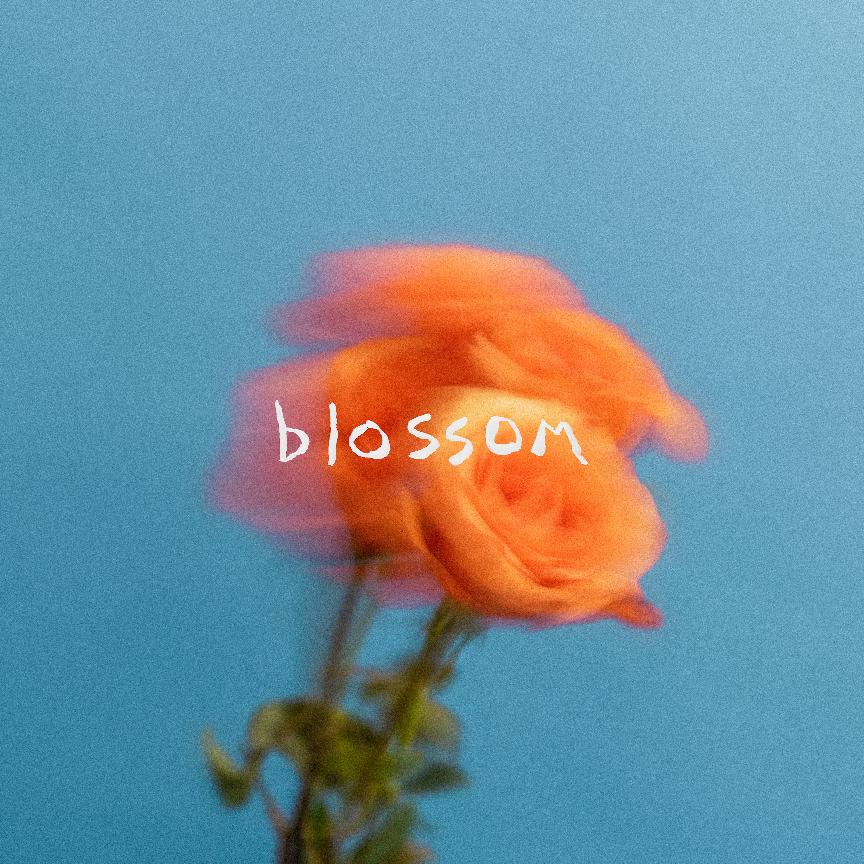 Blossom album cover