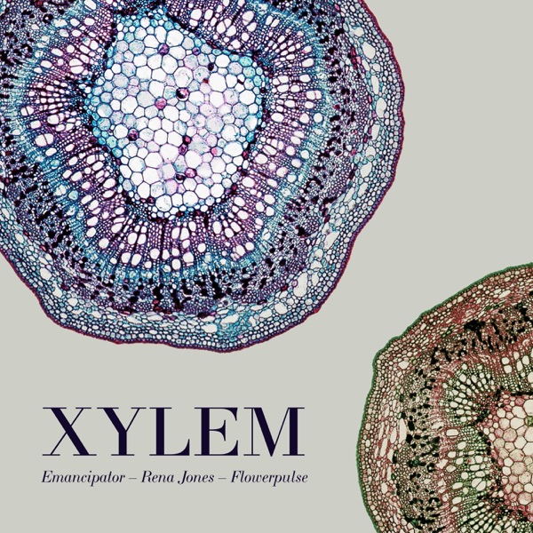 Xylem album cover