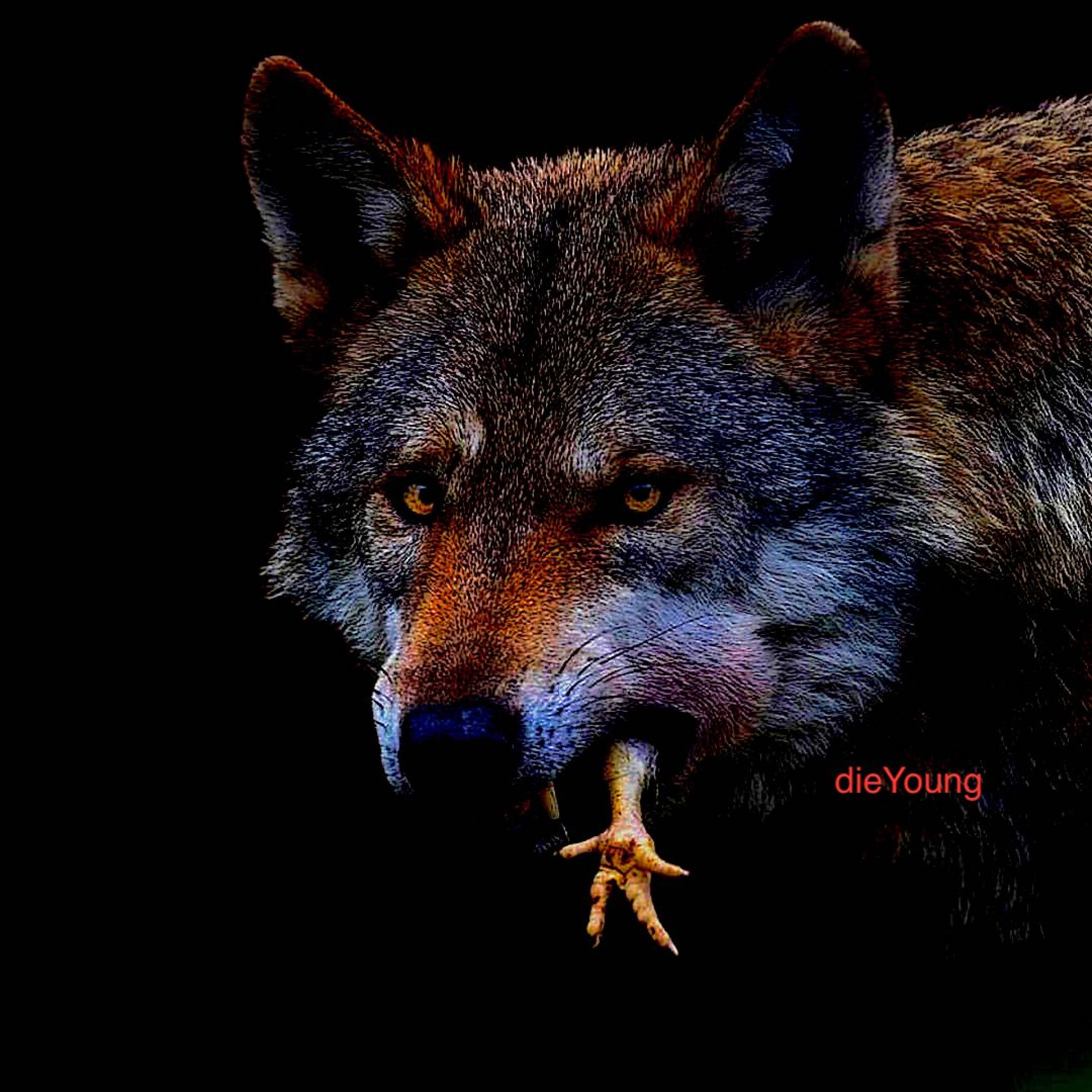 Die Young - Single album cover