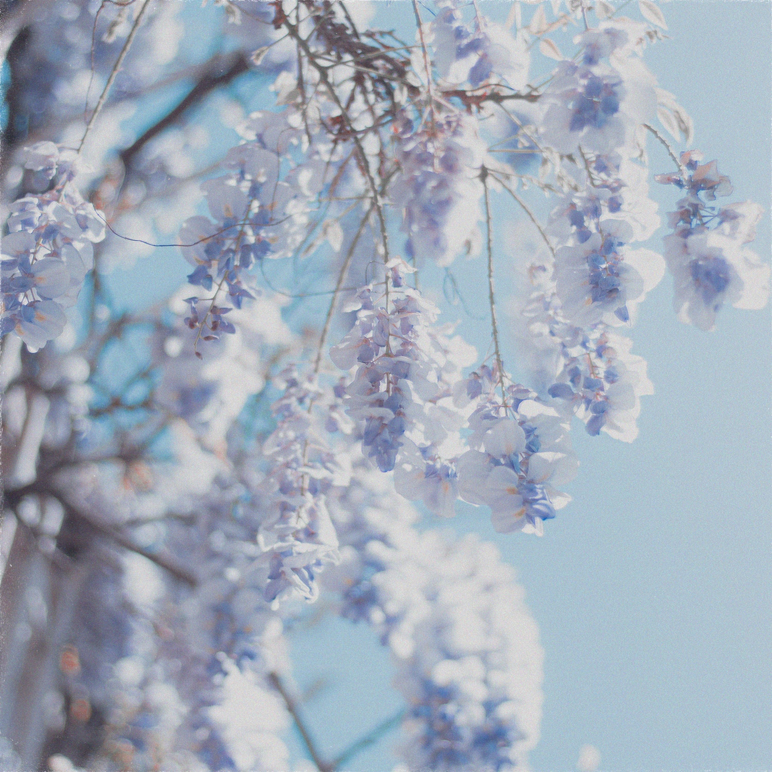 Acacia - Single album cover