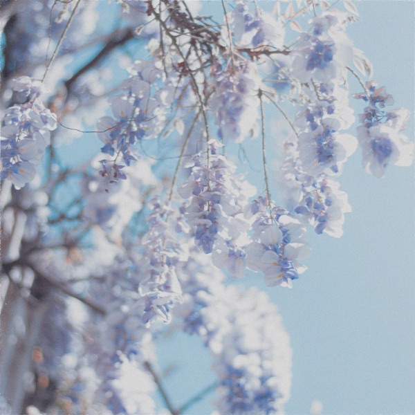 Acacia - Single album cover