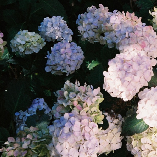 The Fall - Single album cover