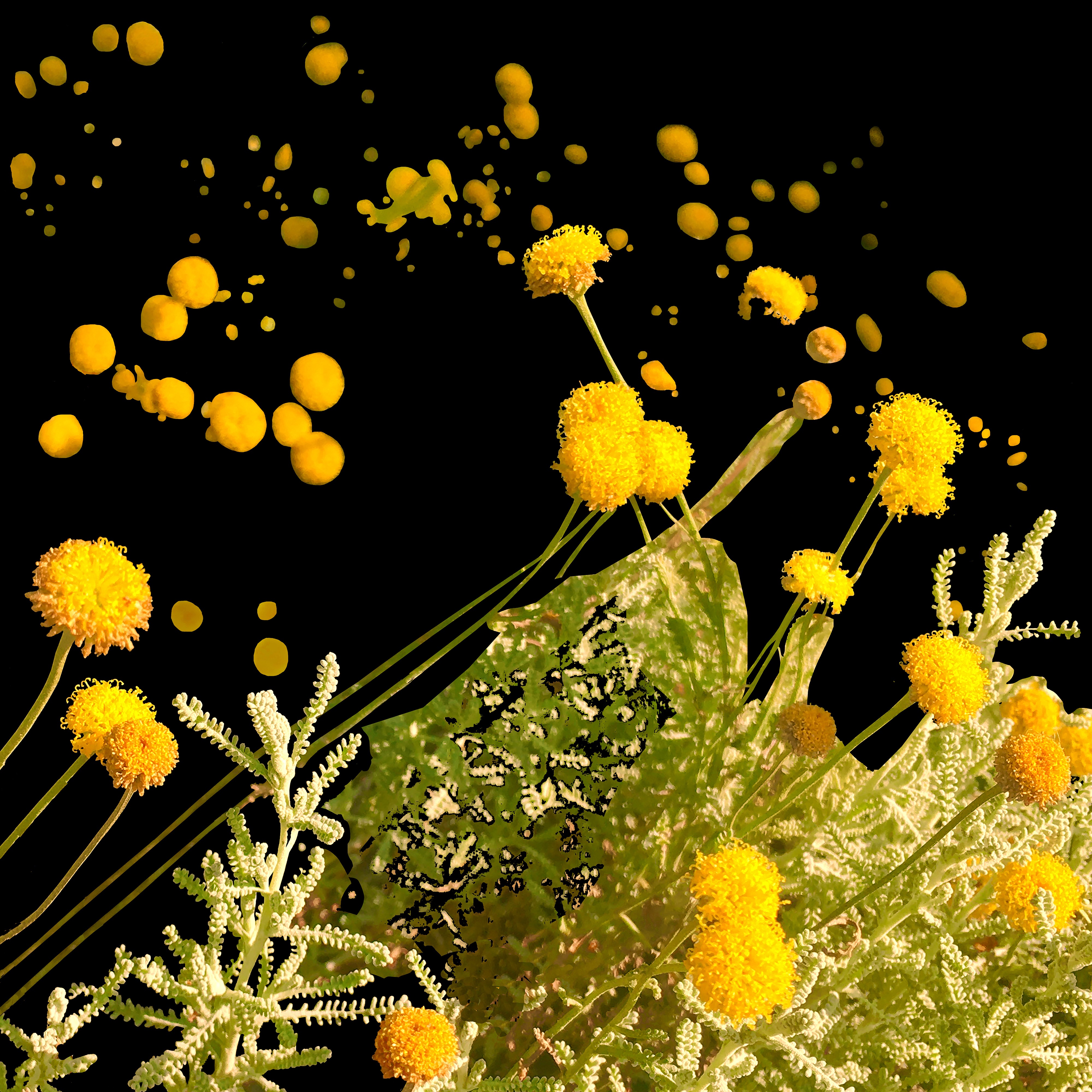 Bank of Wildflowers (feat. Georgia) [Leftfield Remix] - Single album cover