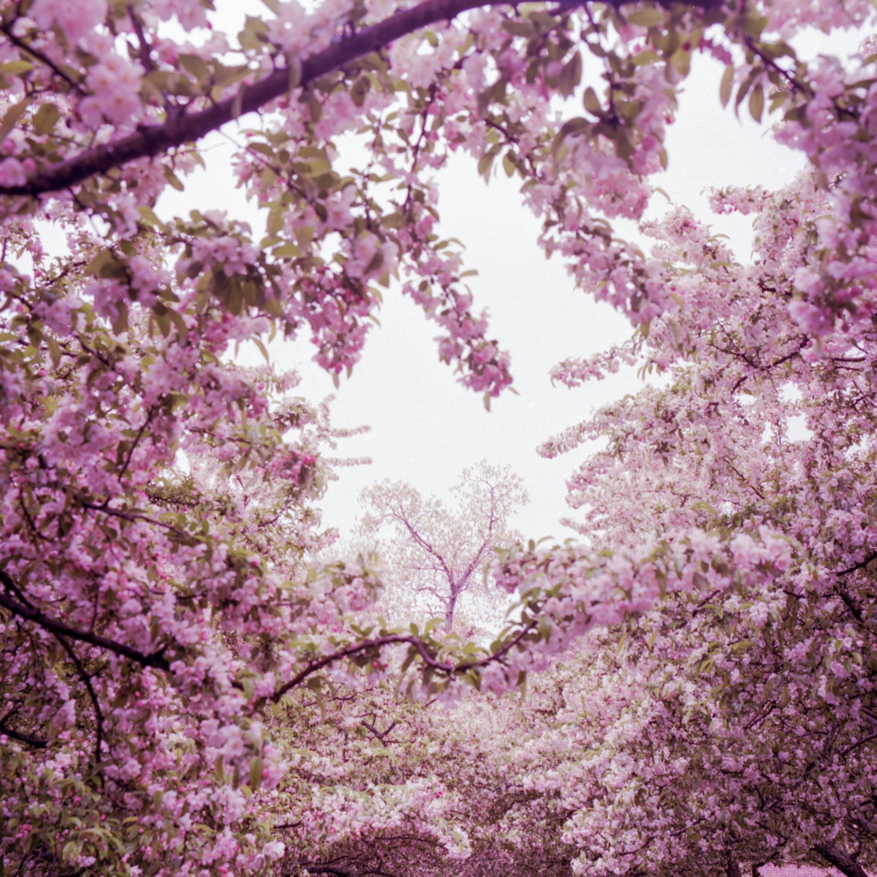 More Cover Songs album cover