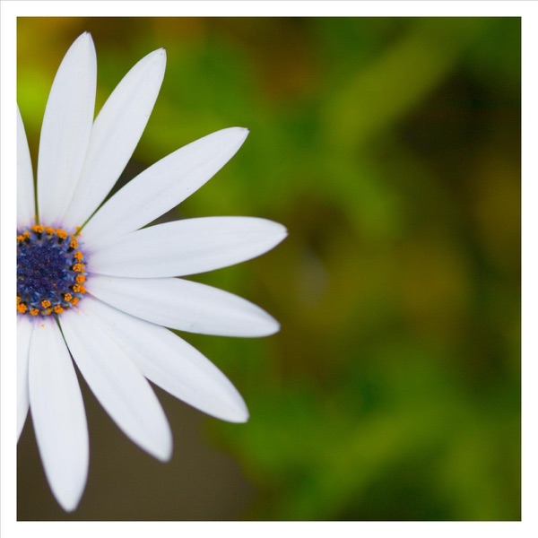 Walking Home - Single album cover