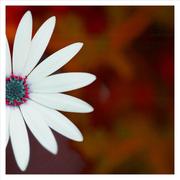 Snowfall on Canvas - Single album cover