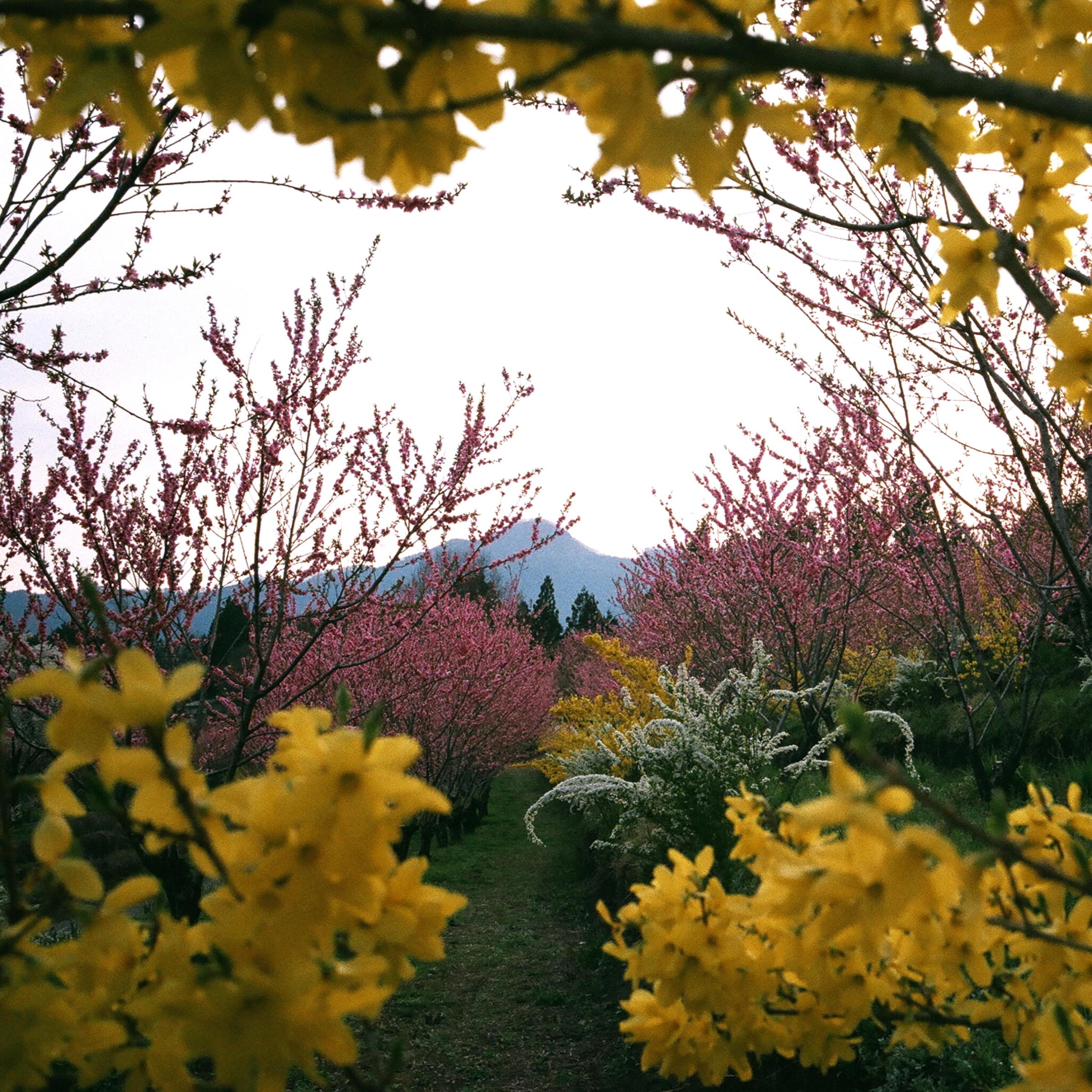 FlowerAfterFlower - Single album cover