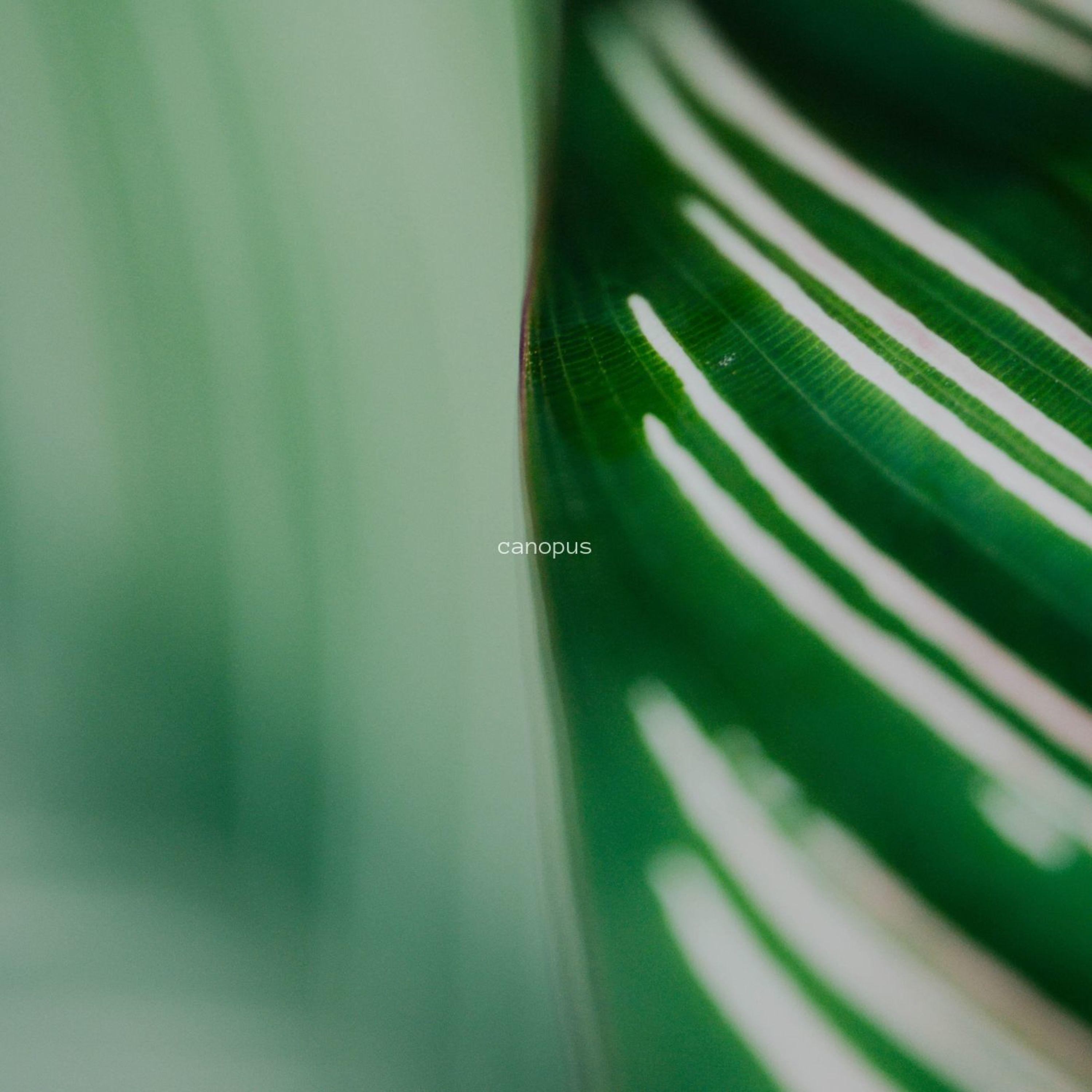 Canopus - Single album cover