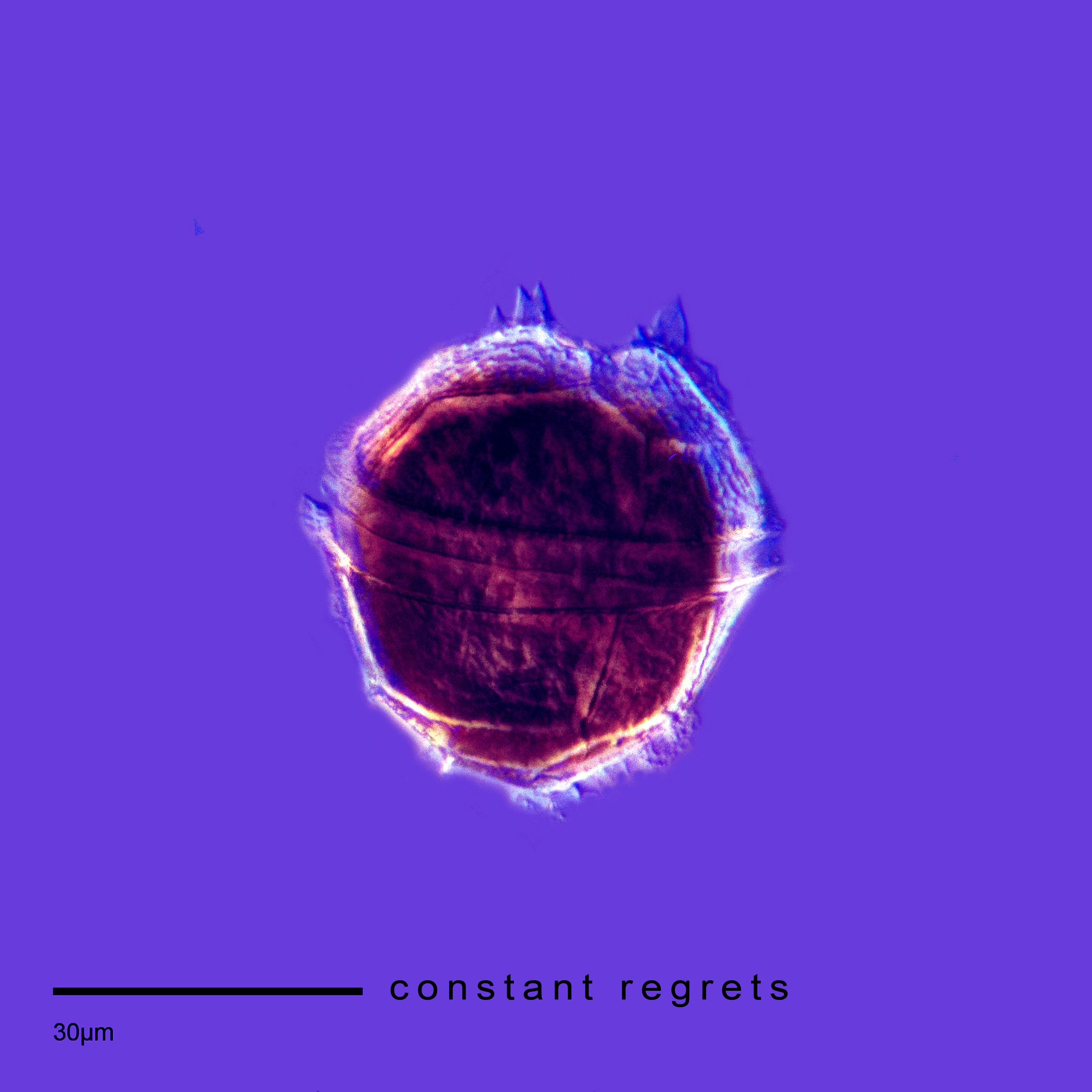 Constant Regrets - Single album cover