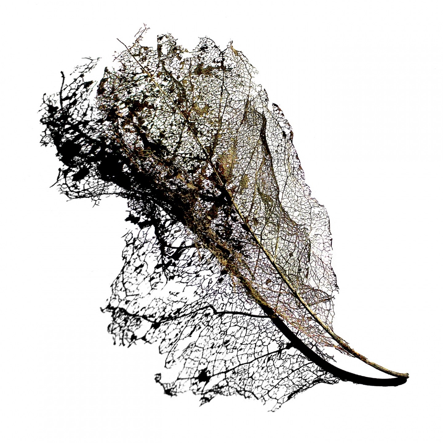 Swarm - Single album cover