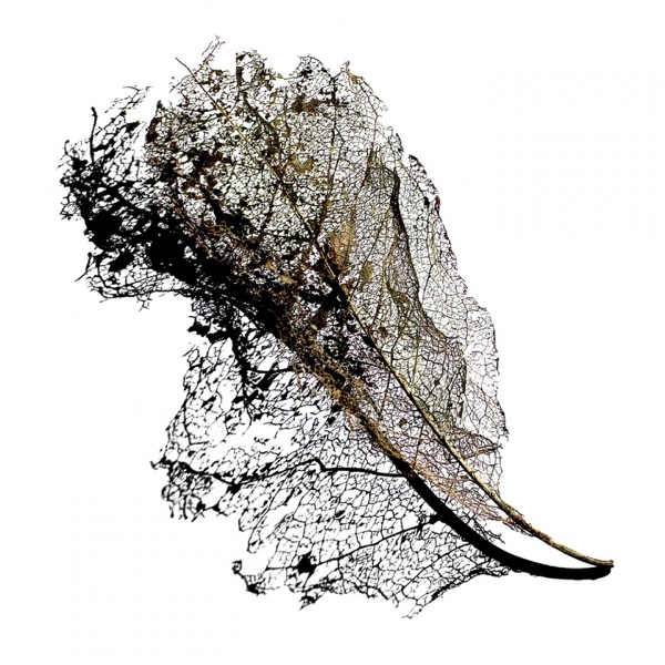 Swarm - Single album cover