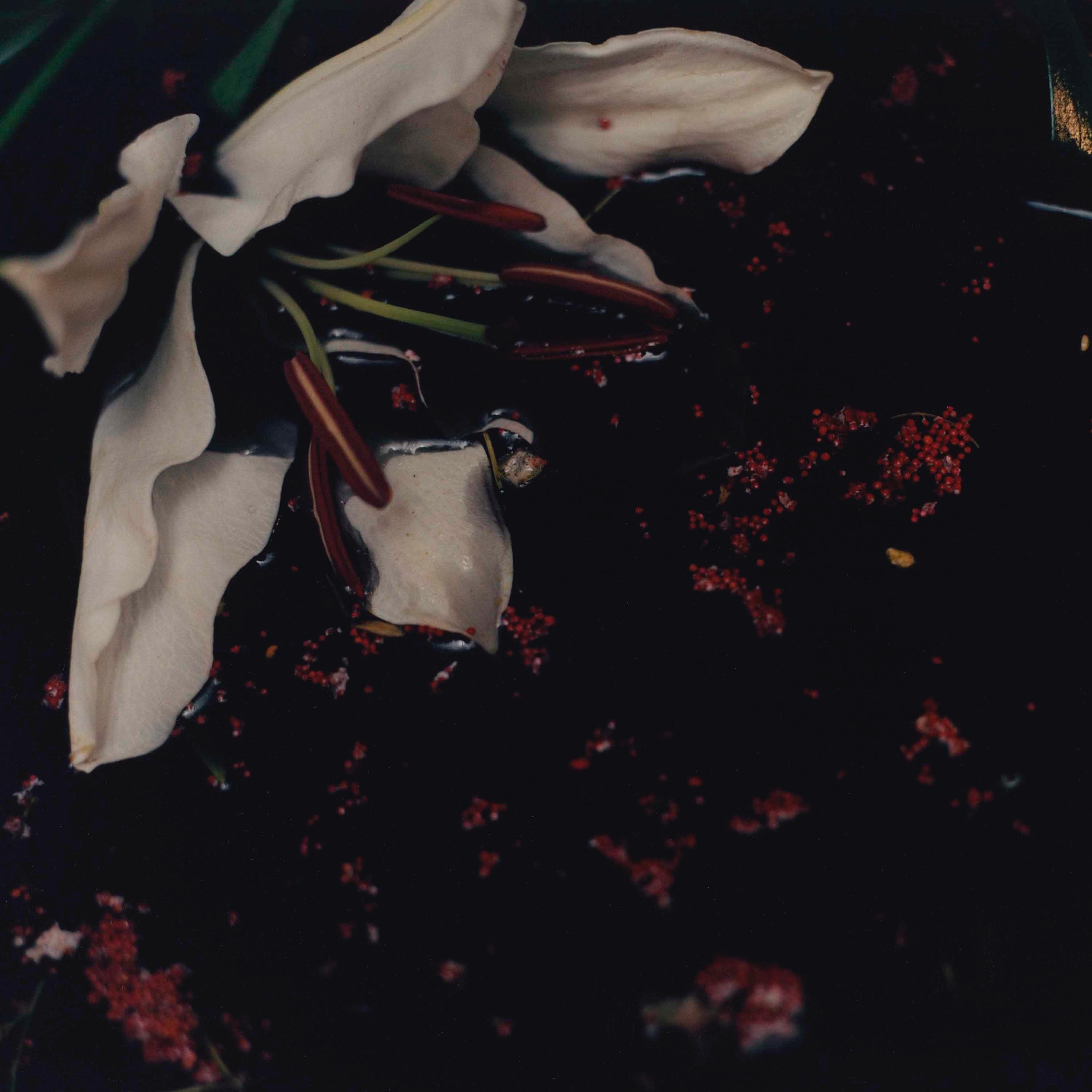 I Grow Tired But Dare Not Fall Asleep - Single album cover