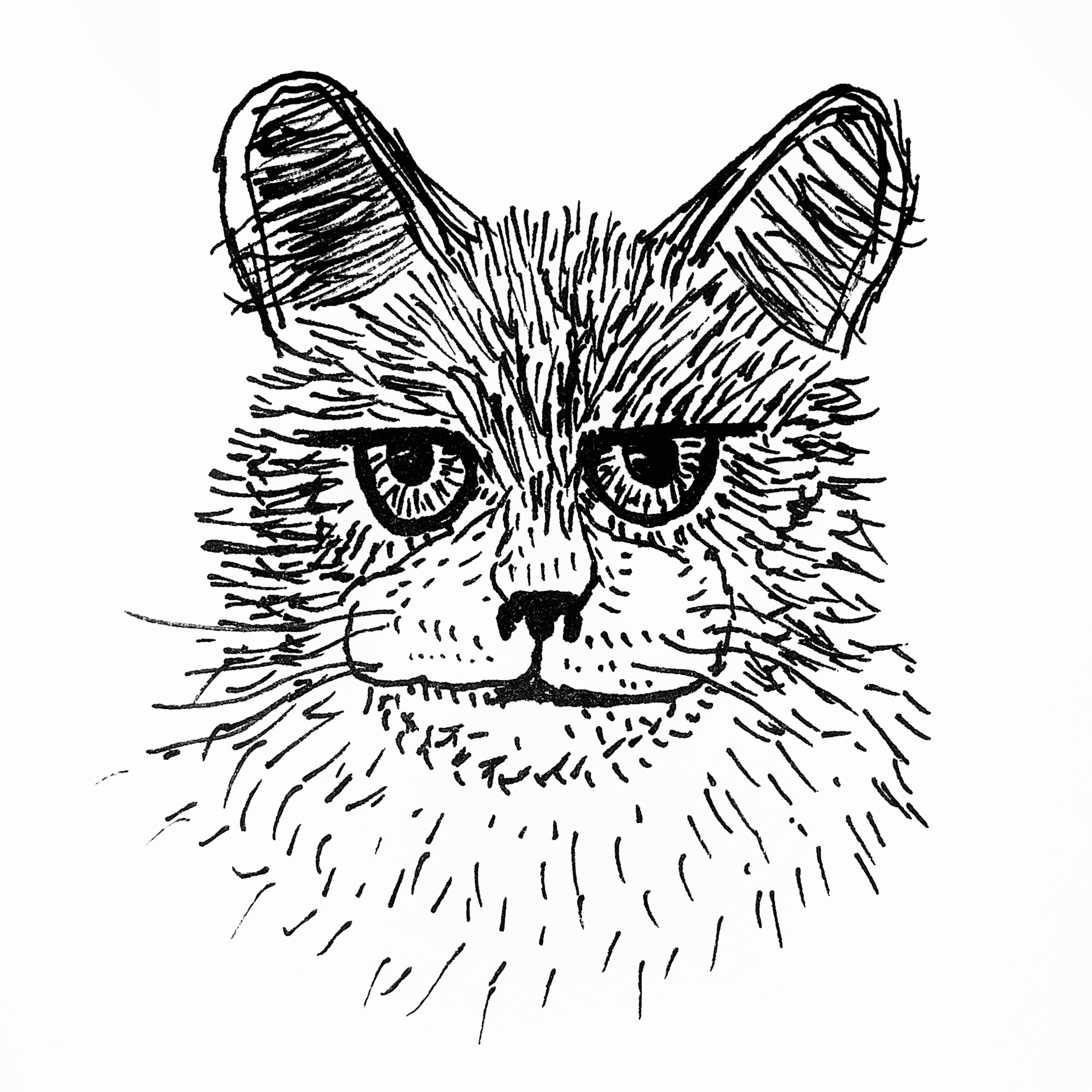 Songs for Cats album cover