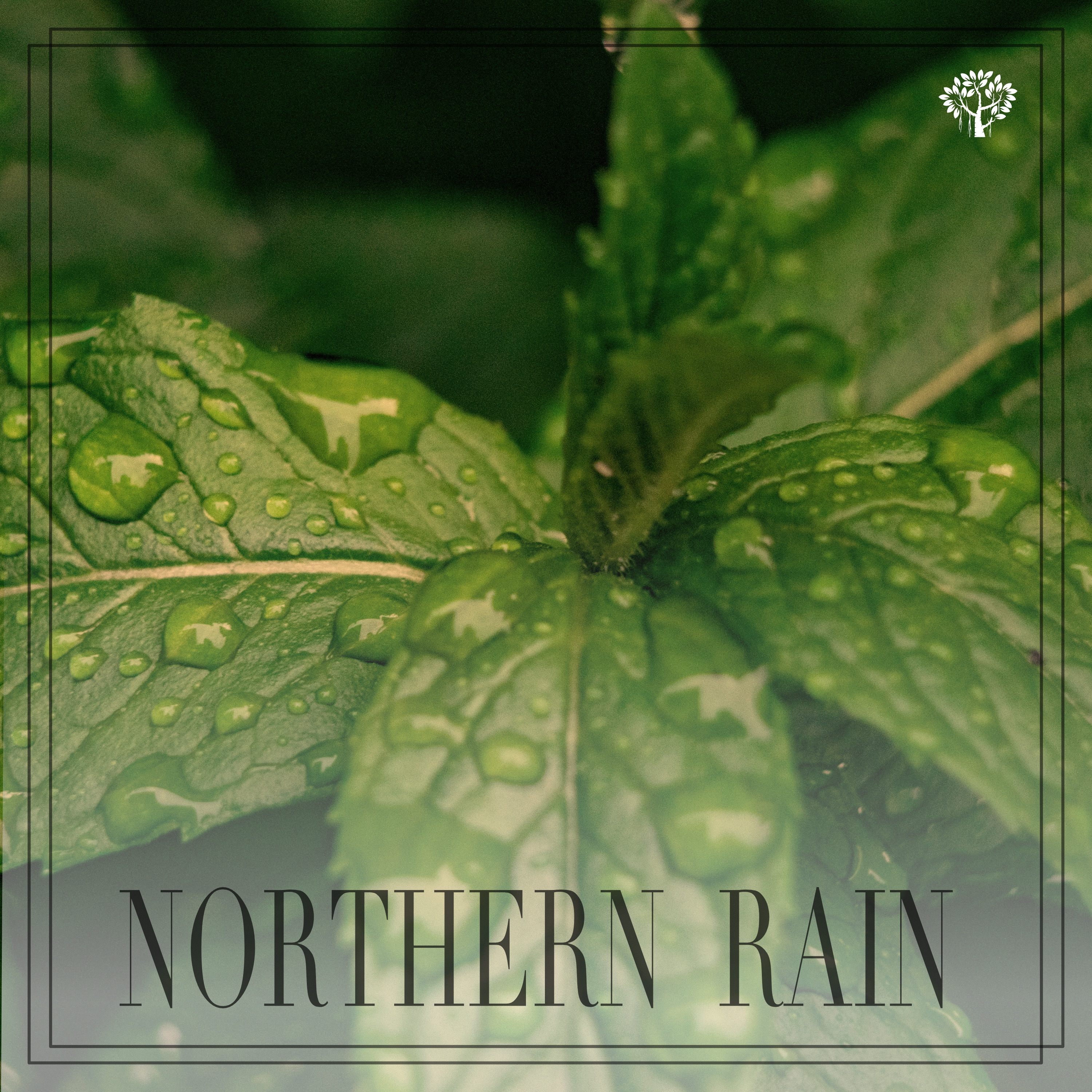 Northern Rain album cover