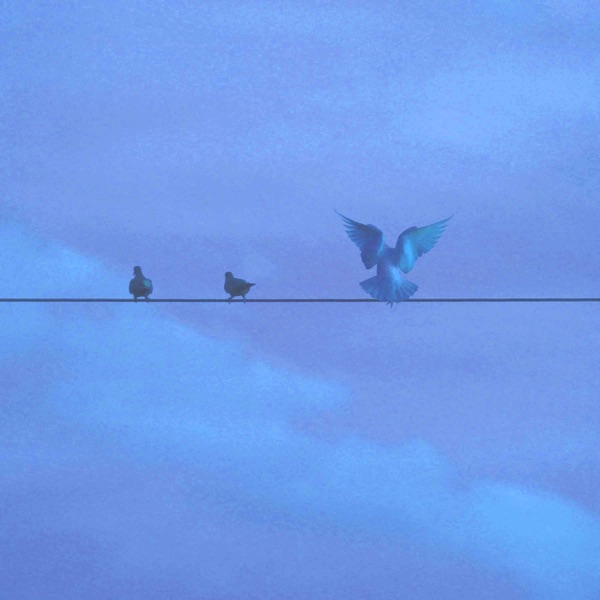 Bluebird Fly - Single album cover