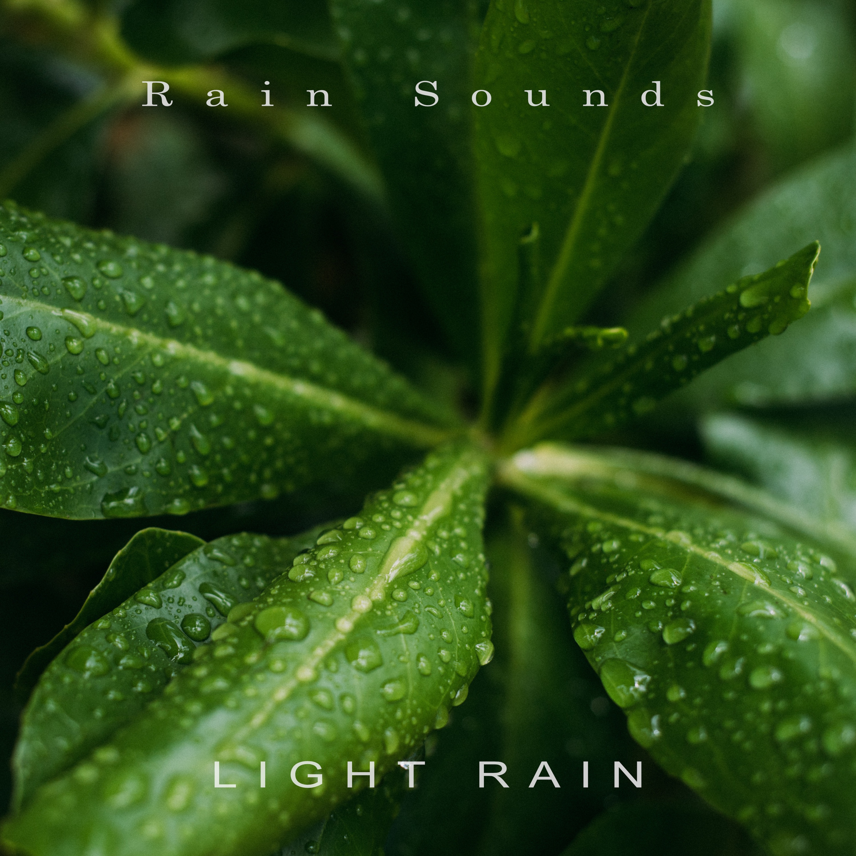 Light Rain album cover