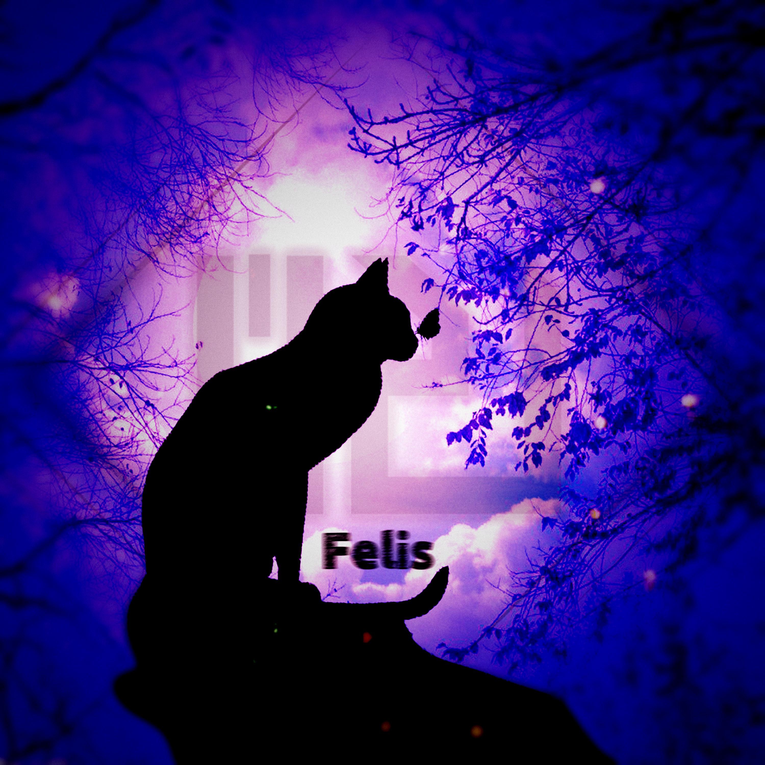 Felis - Single album cover