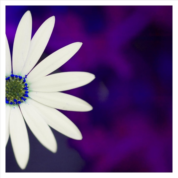 Ballet of the Little Cafe (Solo Piano) - Single album cover