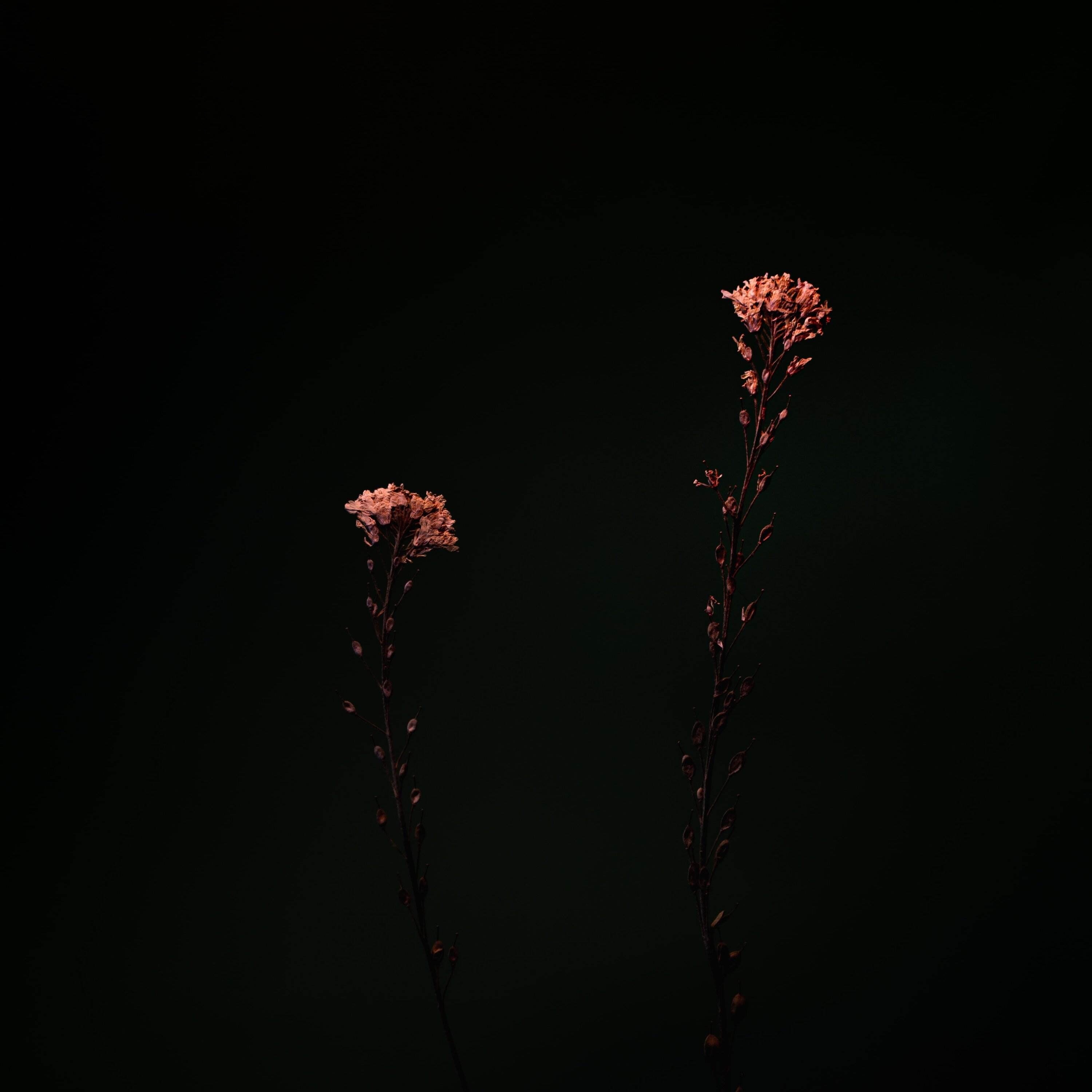 Dark Bloom - Single album cover