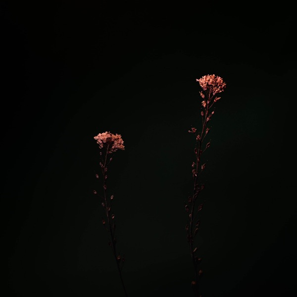 Dark Bloom - Single album cover