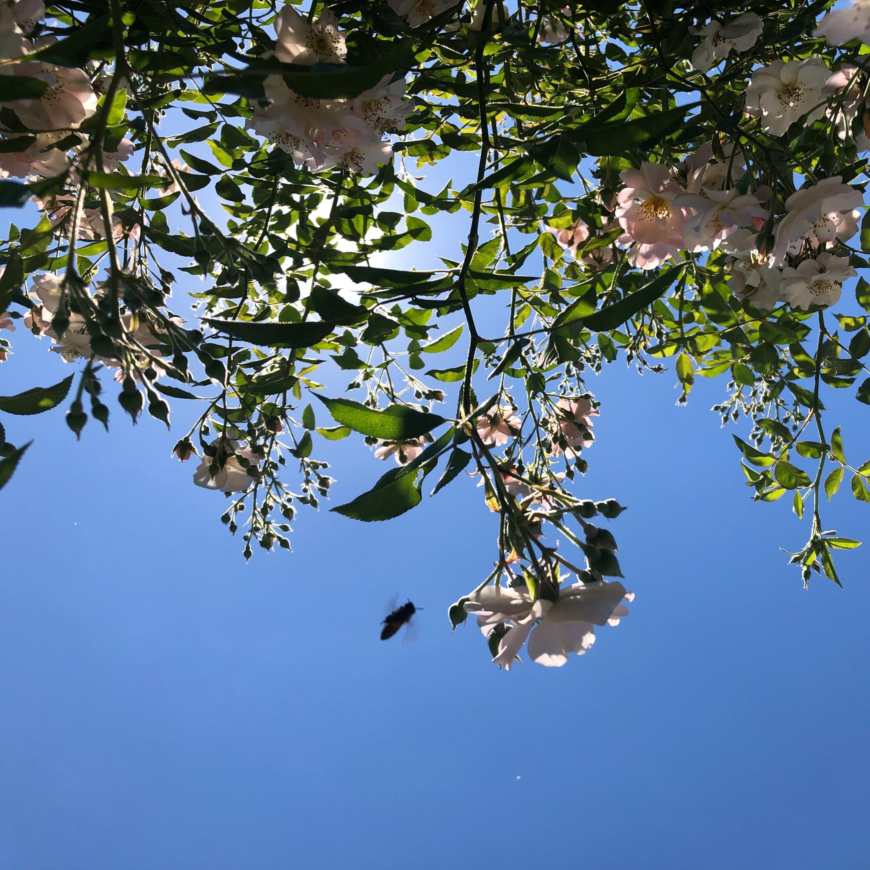 Lonny Acoustic Collection album cover