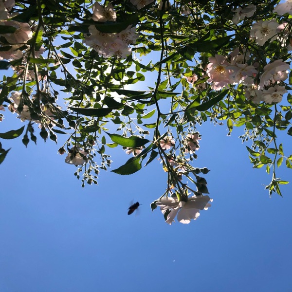 Lonny Acoustic Collection album cover