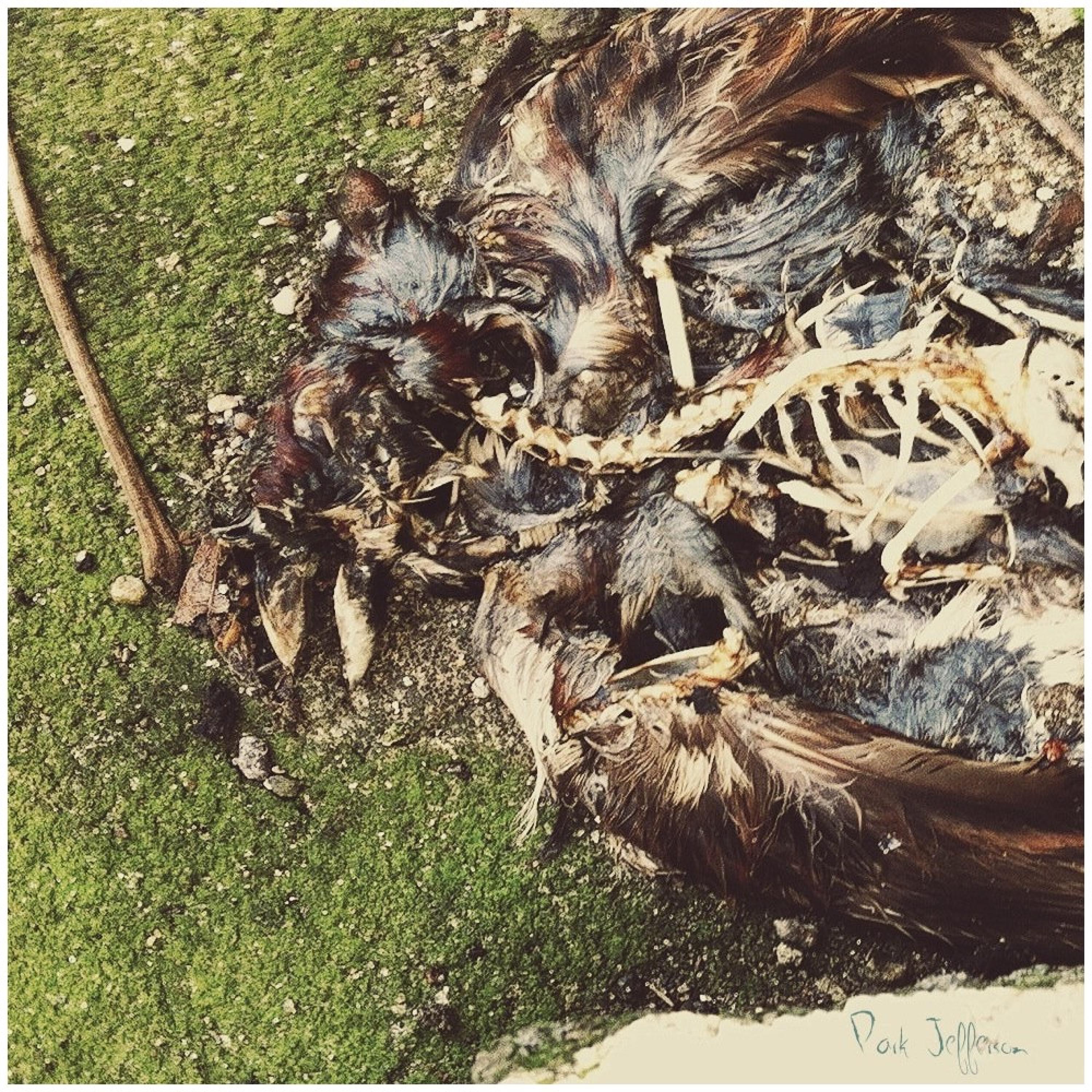 Park Jefferson album cover